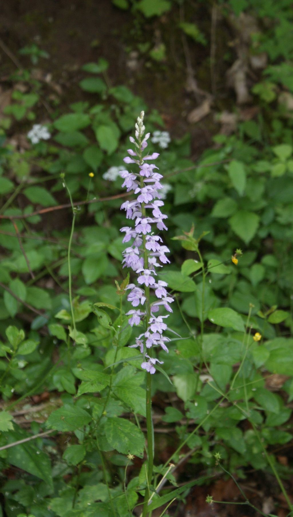 forse un  orchidea - Dactylorhiza cfr. maculata